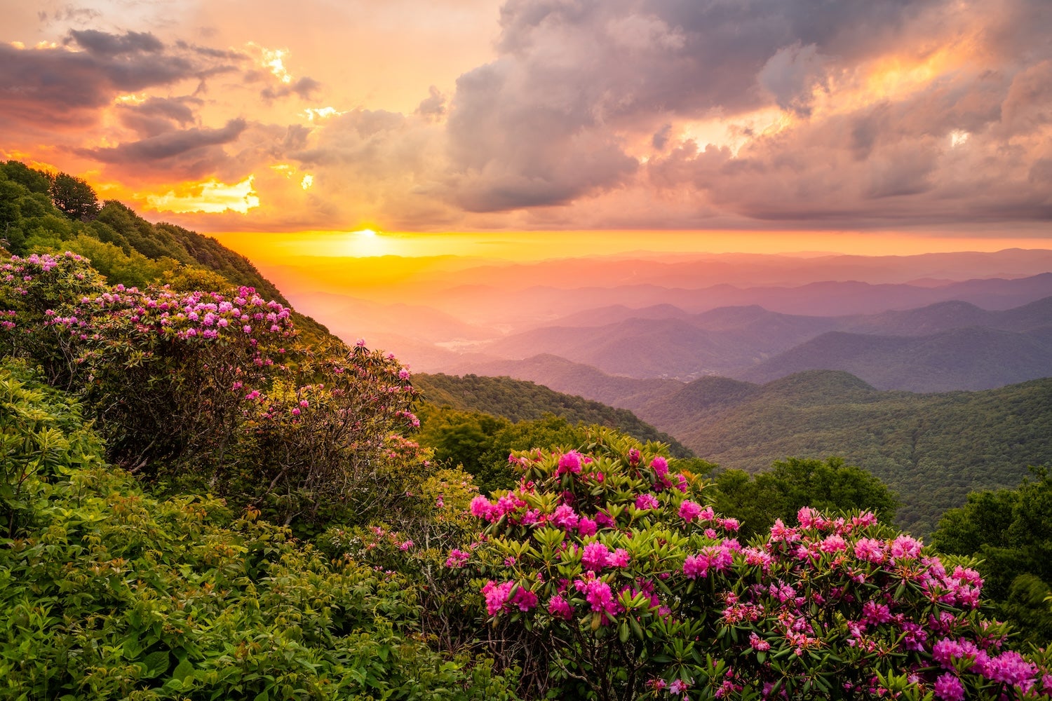 America's Best Wildflower Hikes