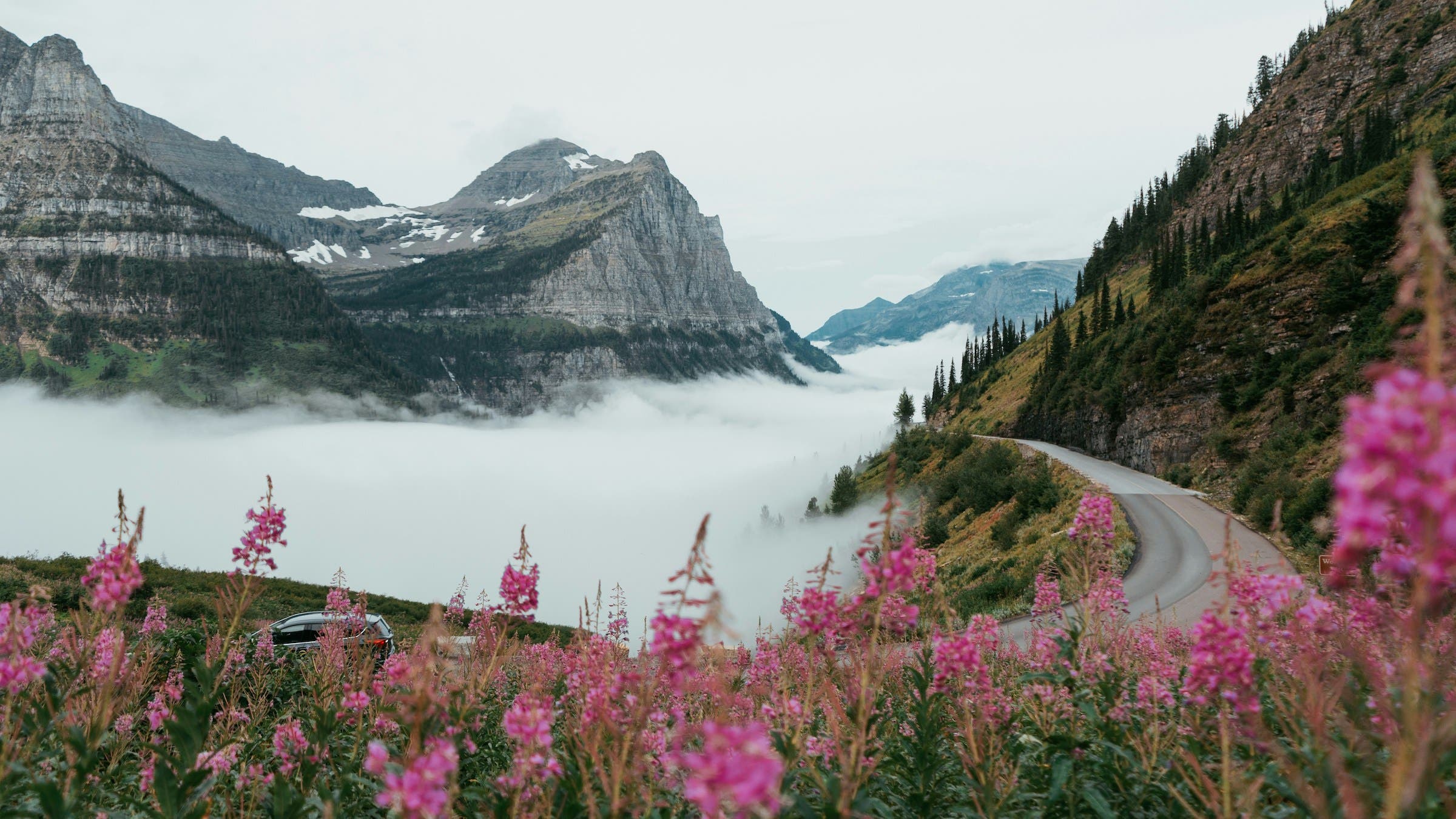 Pink fireweed blooms alongside a twisting mountain road on a foggy day in Glacier National Park