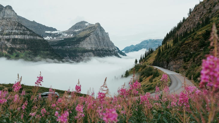 Pink fireweed blooms alongside a twisting mountain road on a foggy day in Glacier National Park