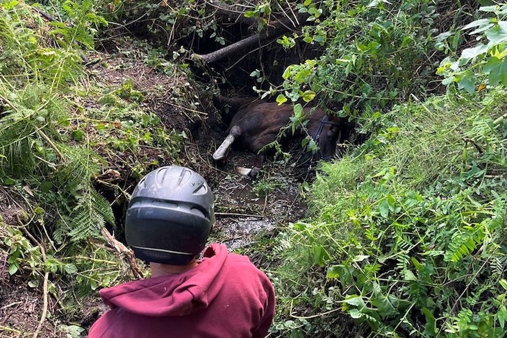 A brown horse lies under greenery and brush in a ravine in California.