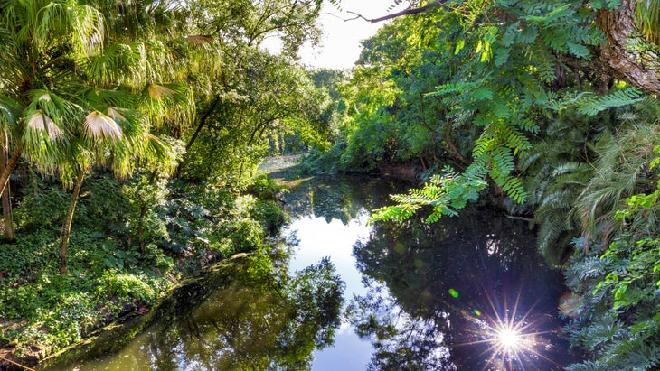 Vegetation in the Everglades, FL