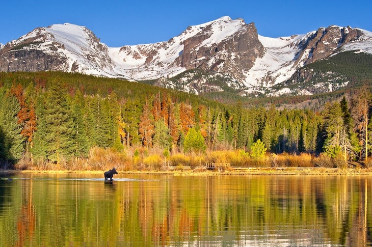moose in autumn forest reflection sprague lake rocky mountain national park