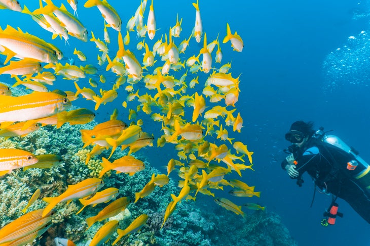 diver great barrier reef