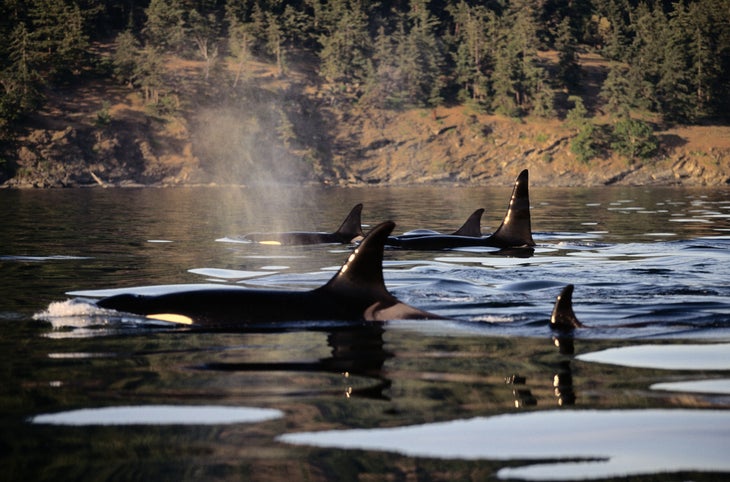 orca whale eco adventures Washington