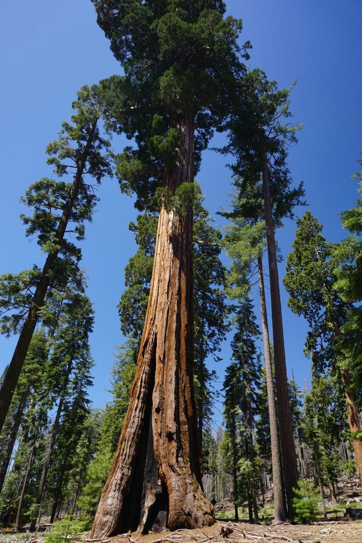 Mariposa Grove trail near yosemite