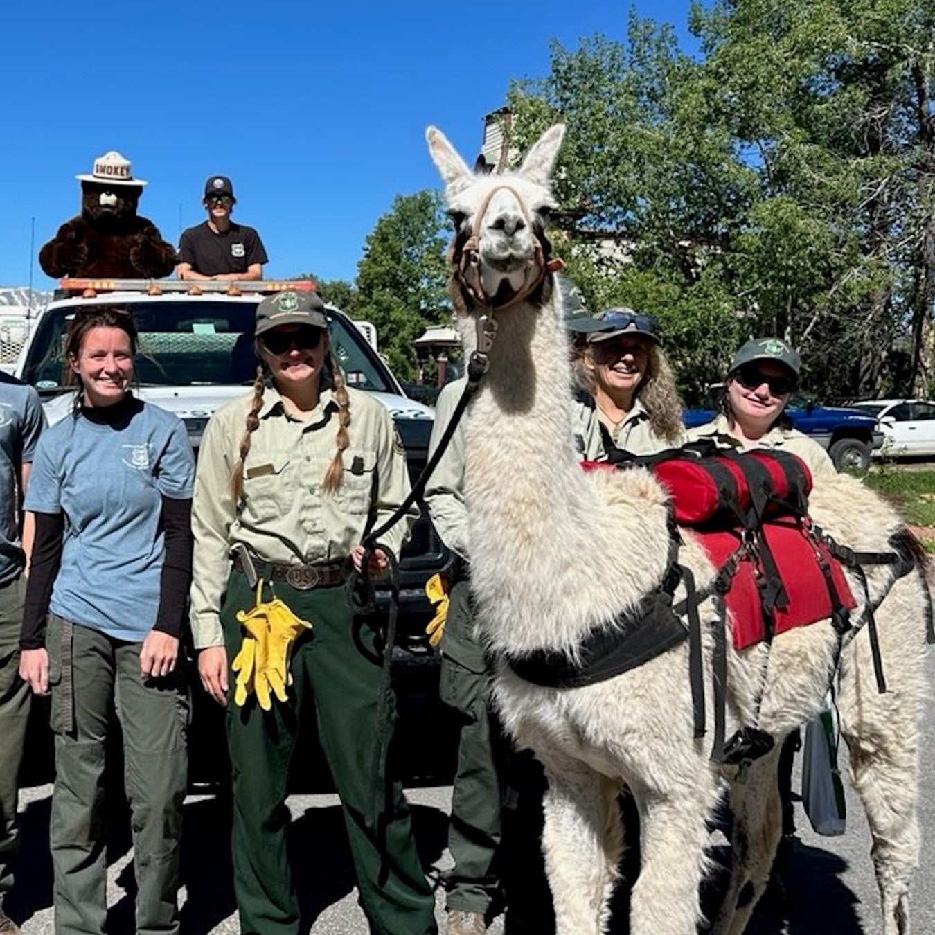 In Colorado, You Can Encounter Trail Work Llamas - Backpacker