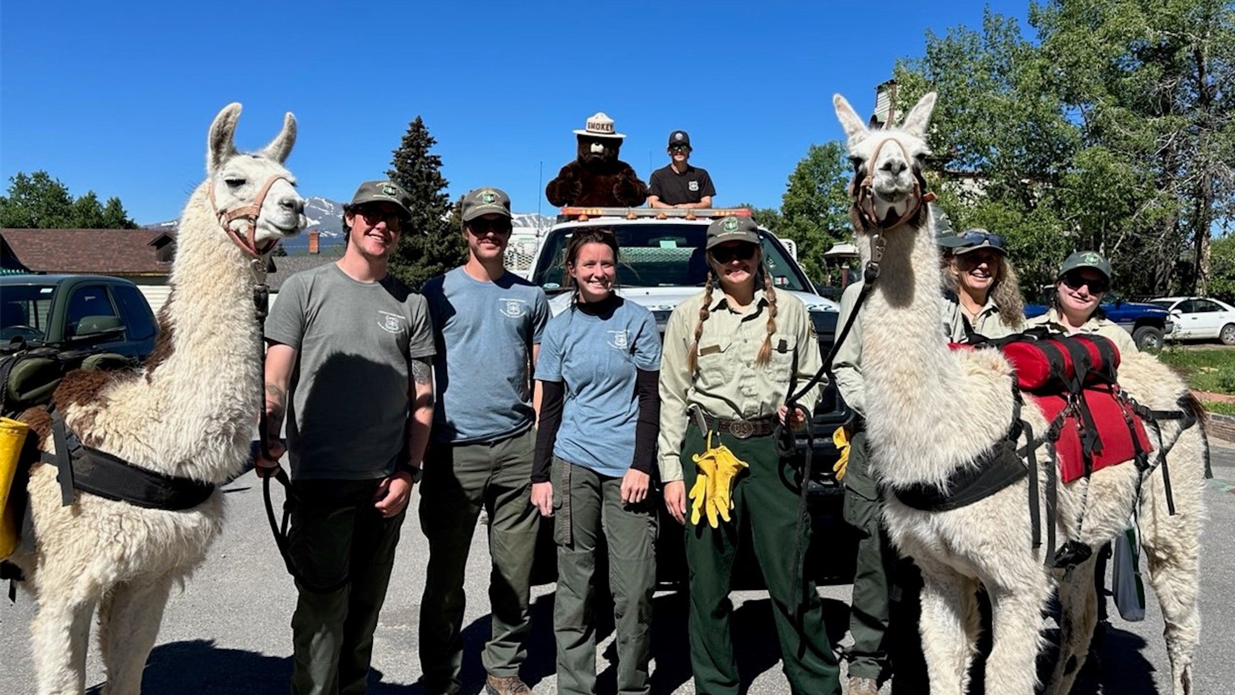 In Colorado, You Can Encounter Trail Work Llamas - Backpacker