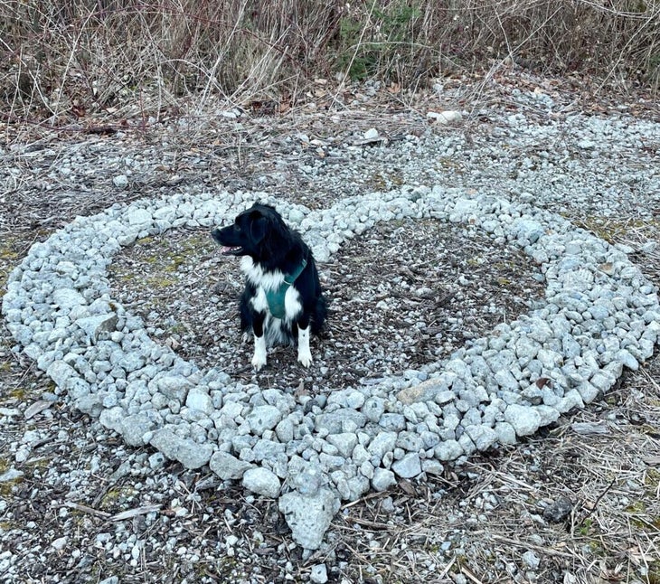 a dog sits in a heart made of pebbles on the ground