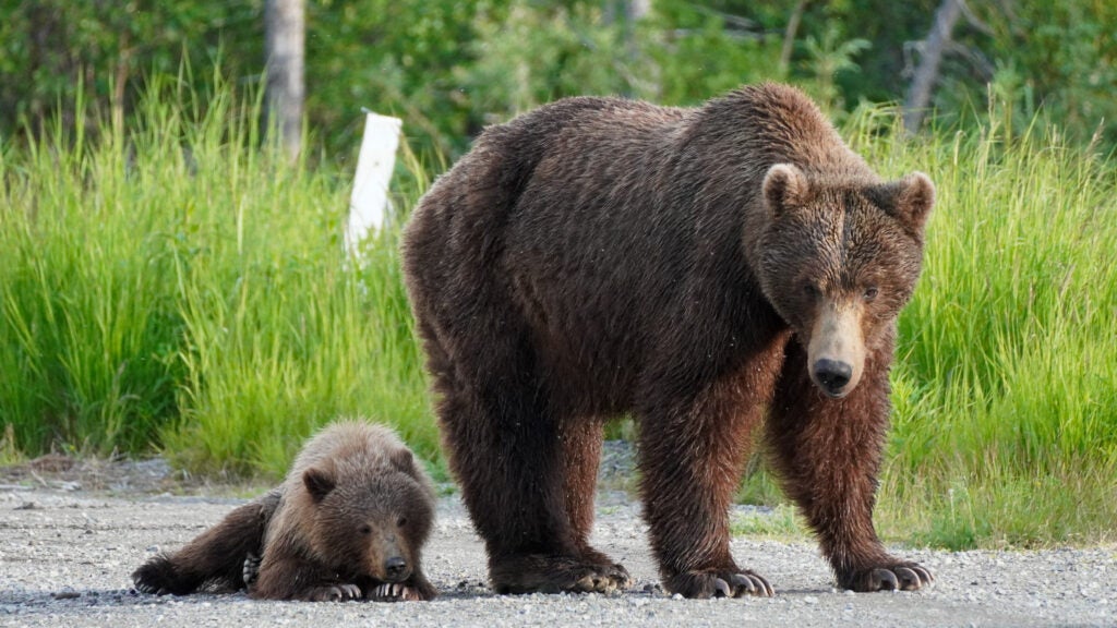 Fat Bear Week Postponed After Bear Killed on Livestream Backpacker