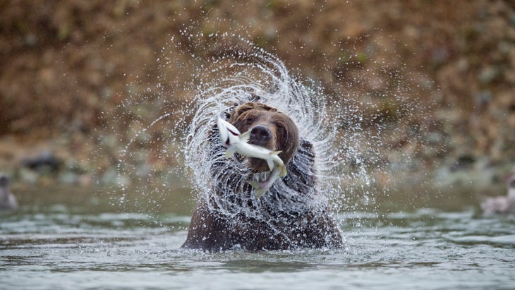 Coastal Brown Bear, Katmai National Park, Alaska