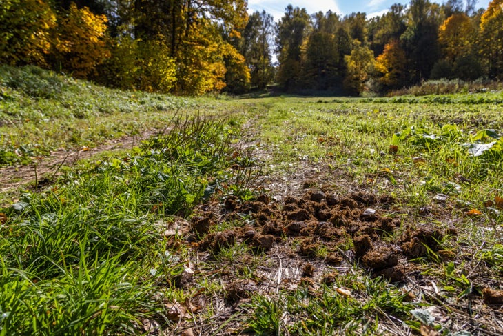 Hikers Are Debating Over Horse Manure. Must Riders Clear Up?