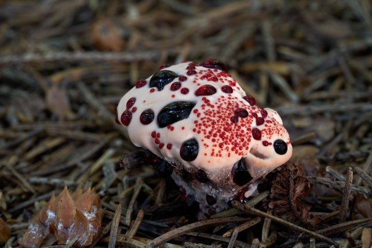 Inedible mushroom Hydnellum peckii