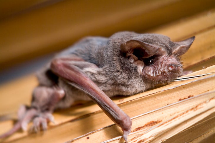 Brazilian free-tailed bat