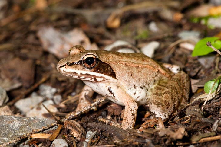 Wood Frog, Rana sylvatica