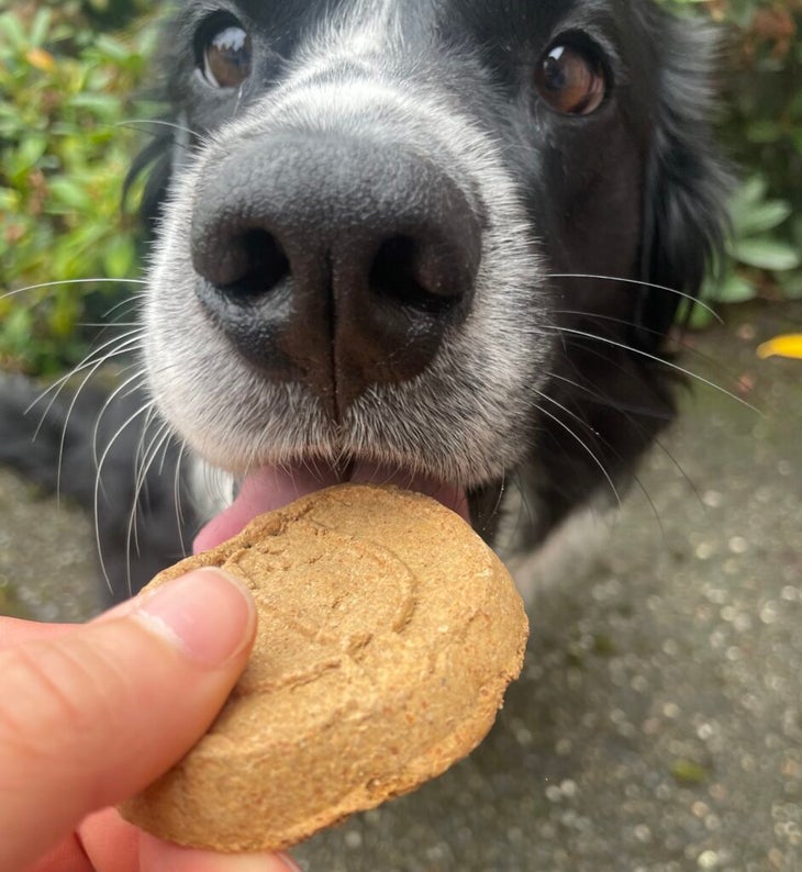 A black and white dog eating a treat out of someone's hand