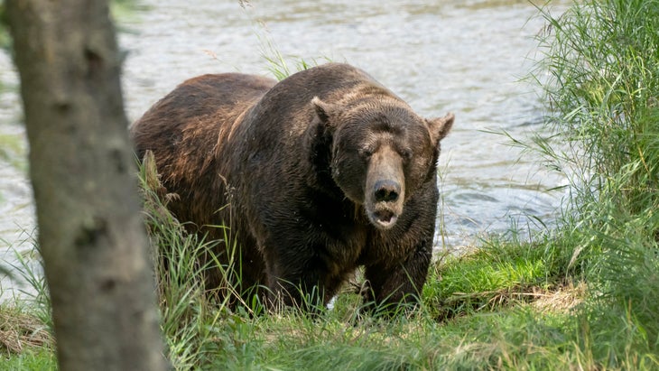large brown bear on riverbank