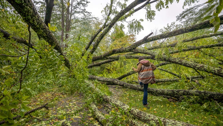 Fallen trees in North Carolina