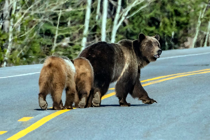 Grizzly 399 mother of two cubs in Teton Park