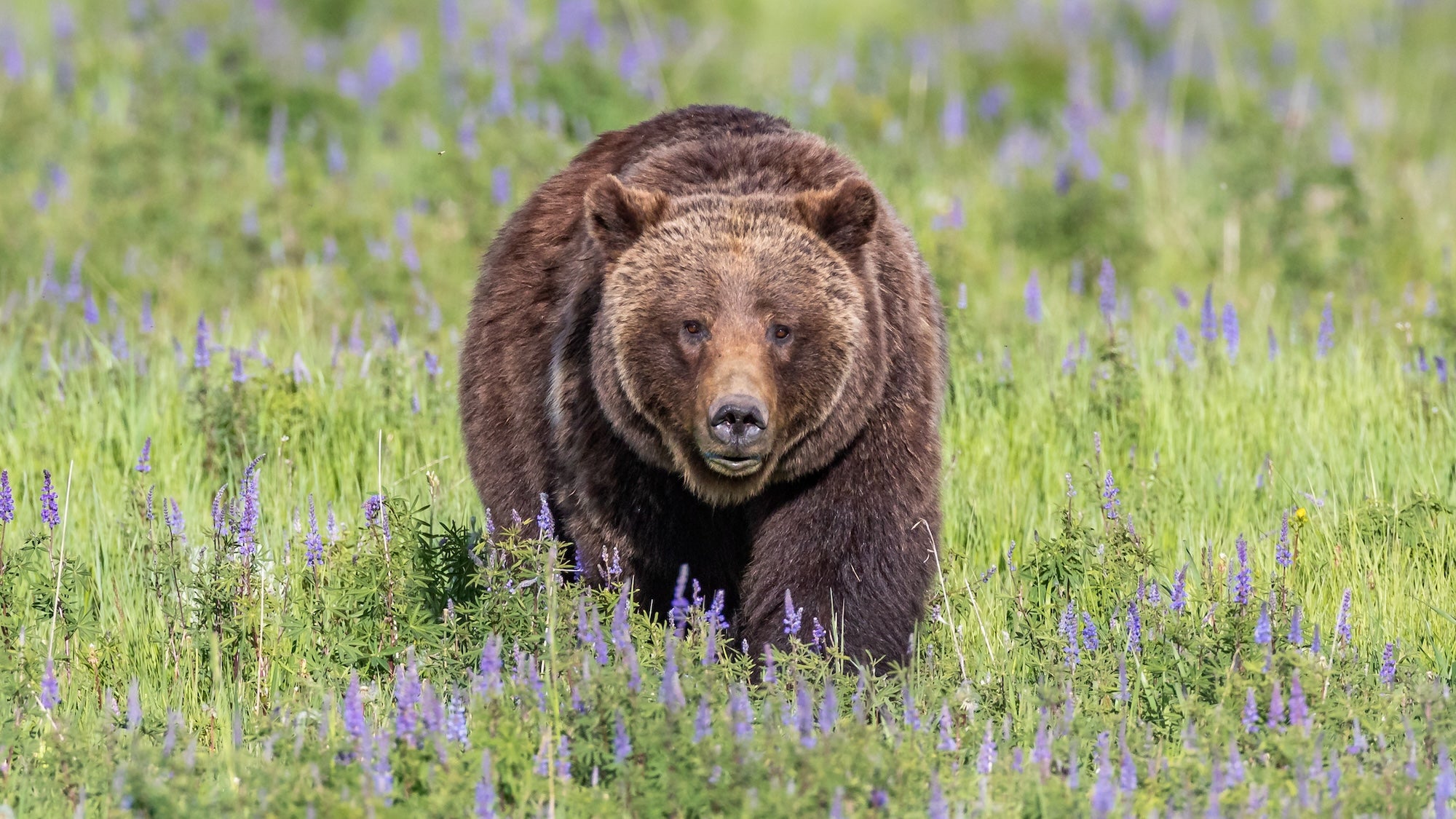 Grizzly No. 399's Death Was Preventable—Here's What Went Wrong