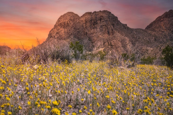 Wildflowers in Big Bend Ranch State Park