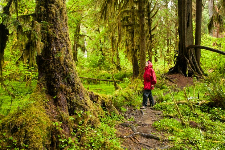 Woman hiking in the Hall of Moss in the Hoh Rainforest, Olympic National Park, Washington remote trails