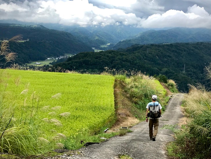 Walking alongside rice field