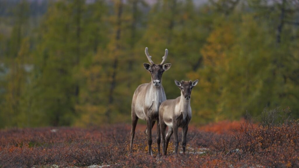 In Northern Quebec’s Tundra, Wilderness Is Still Wild In Northern Quebec’s Tundra, Wilderness Is Still Wild