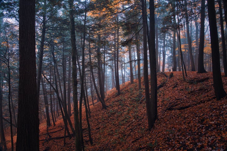 Trees in forest during autumn,Rouge National Urban Park,Canada