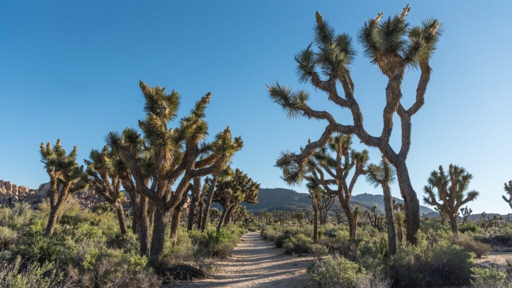 This 36.5Mile Trail Is Joshua Tree's BestKept Secret Backpacker