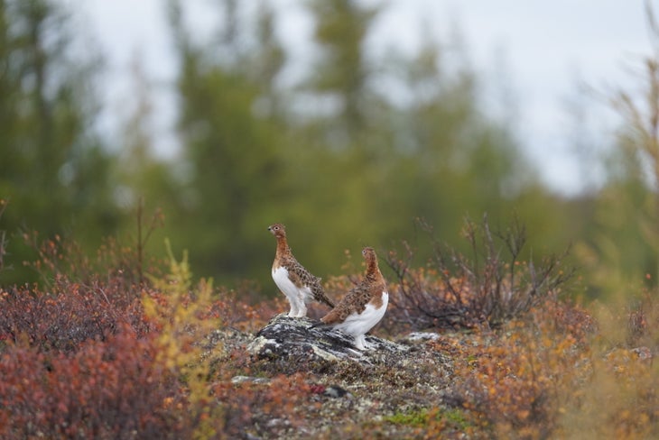 Ptarmigans in the tundra