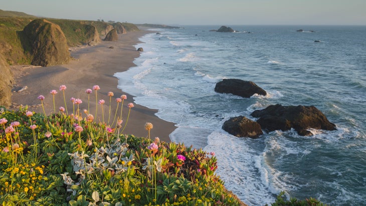 Wildflowers on bluff edge, Sonoma Coast State Park, California