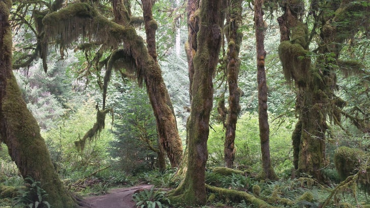 olympic national park