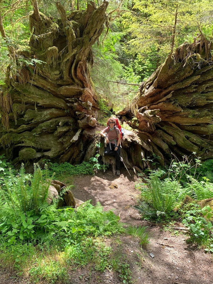 hiker in front of tree enchanted valley East Fork Quinault River Trail