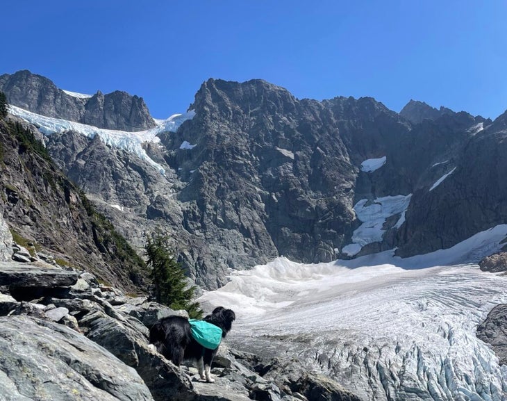 A dog with a hiking backpack stands near a glacier