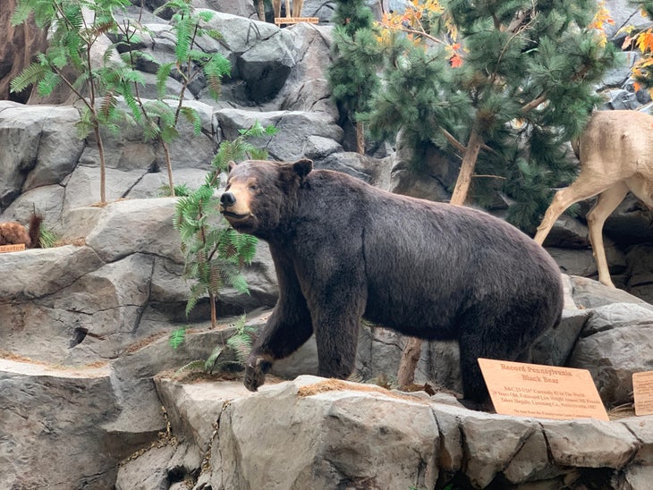 Stuffed black bear