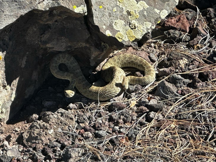 Rattler