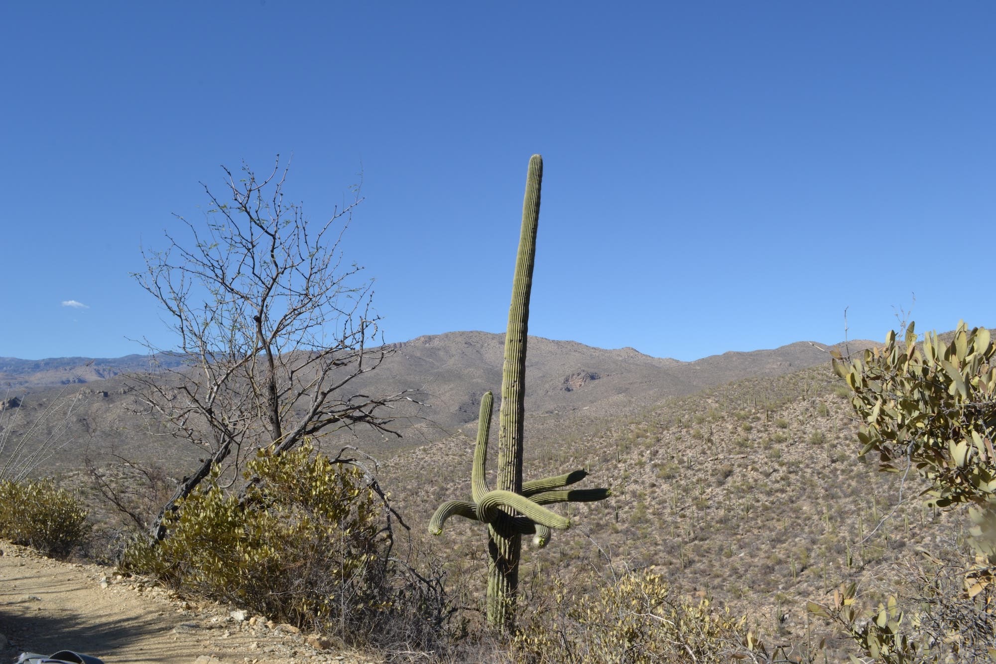 saguaro national park saguaro cacti