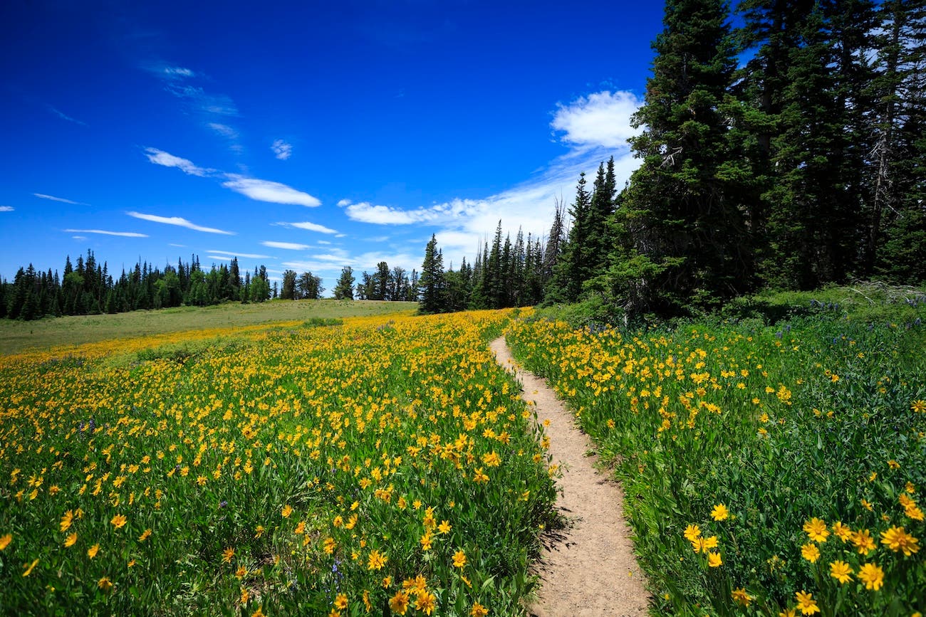 A hiking trail leads through a wildflower meadow at Cedar Breaks National Monument, nearby Cedar City, Utah.