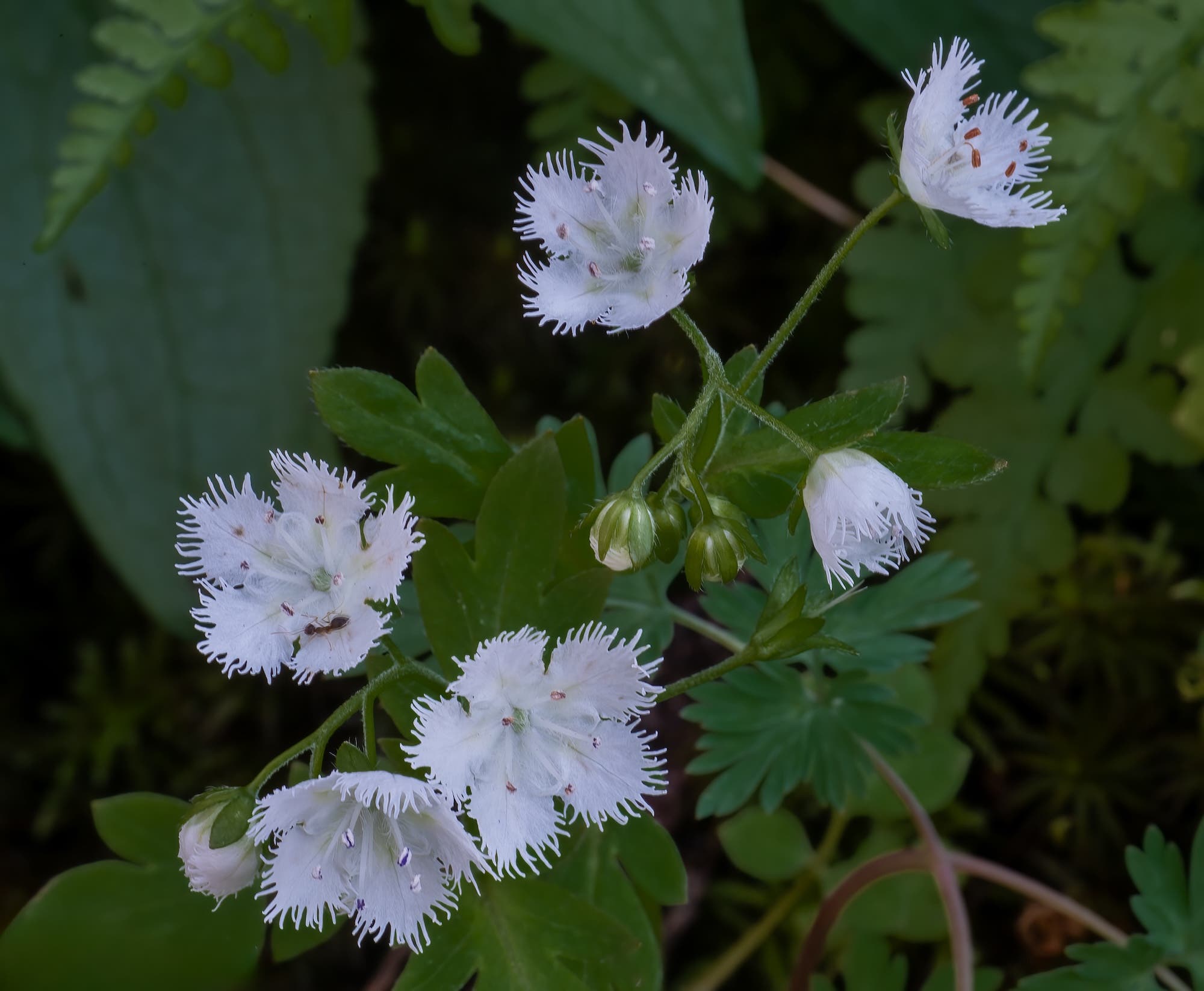 Fringed Phacelia, Great Smoky Mountains National Park, Tennessee
