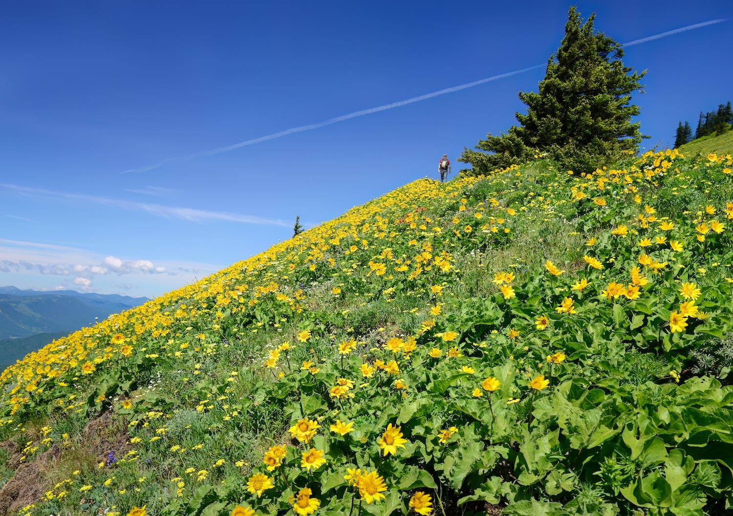 Low angle view of a man hiking Dog Mountain trail. Yellow balsamroot wildflowers cover the mountain side. Washington State.