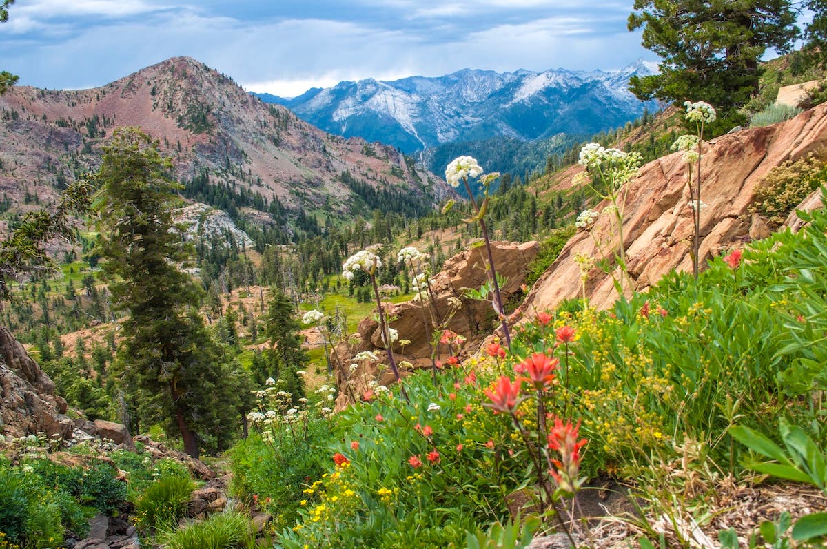 Summer bloom in the Trinity Alps Wilderness. Northern California