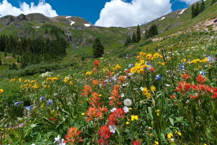Near Ure, Colorado, the mountain is beautiful during the peak of summer, when all the wild flowers are blooming. This is within the San Juans Mountains of the Rockies.