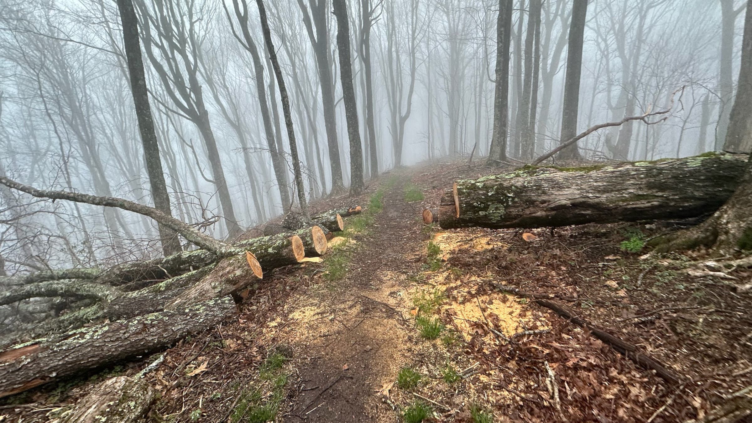 Sawn-apart tree trunks on hiking trail
