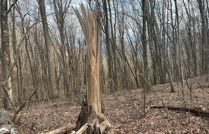 Splintered tree