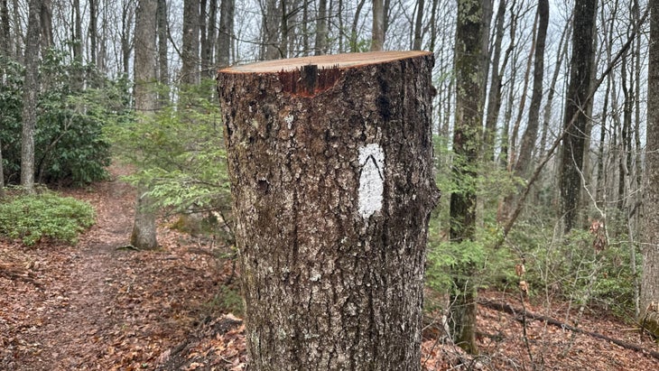 Stump with blaze
