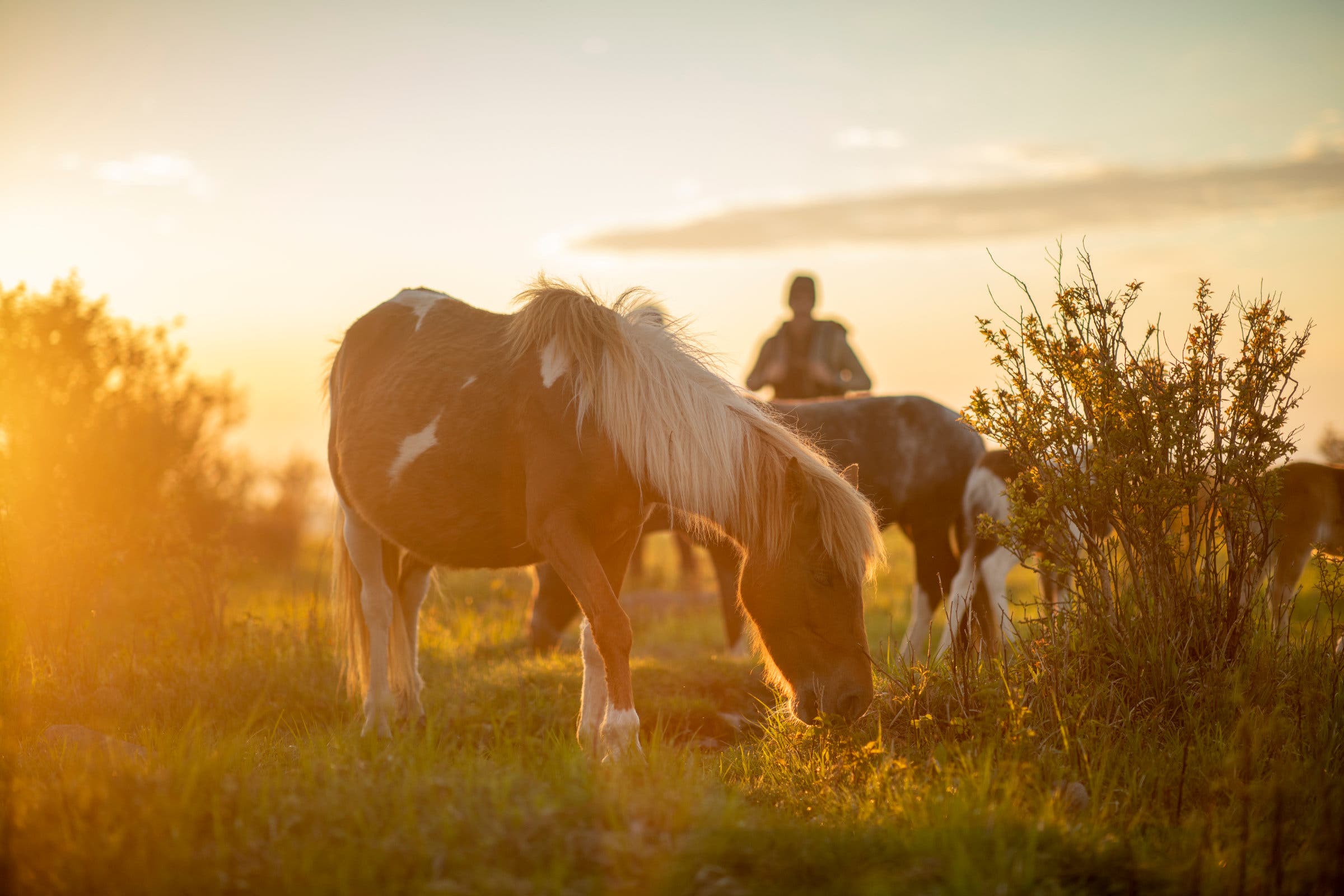 Wild Ponies on Mt. Rogers