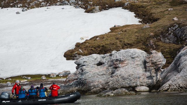 How to Experience Polar Bears (and the Arctic) Without Adding to the Problem