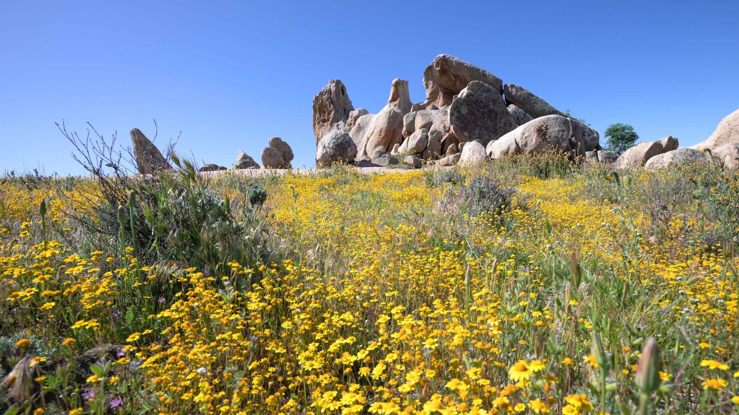 Field of flowers and Eagle Rock