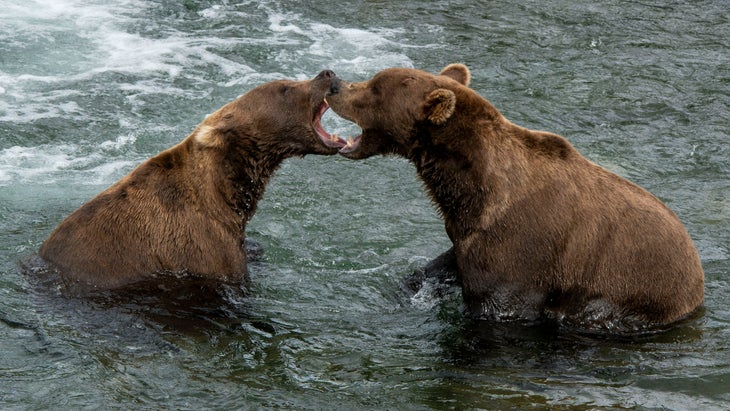 Brown bear in Katmai