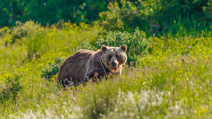 Grizzly